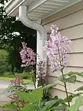 Lilac flowers