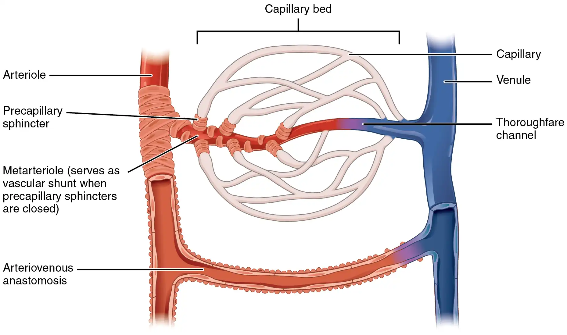 2105 Capillary Bed