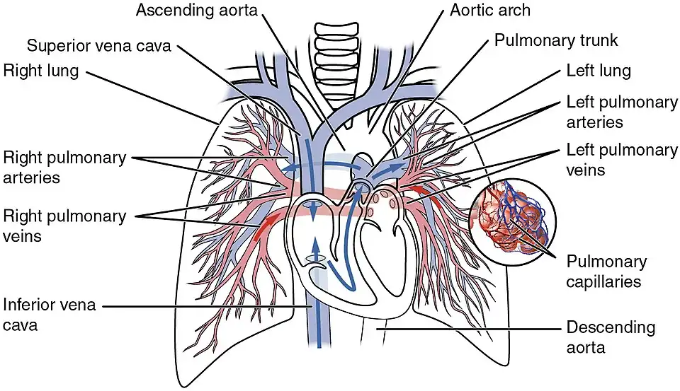 Pulmonary circuit.