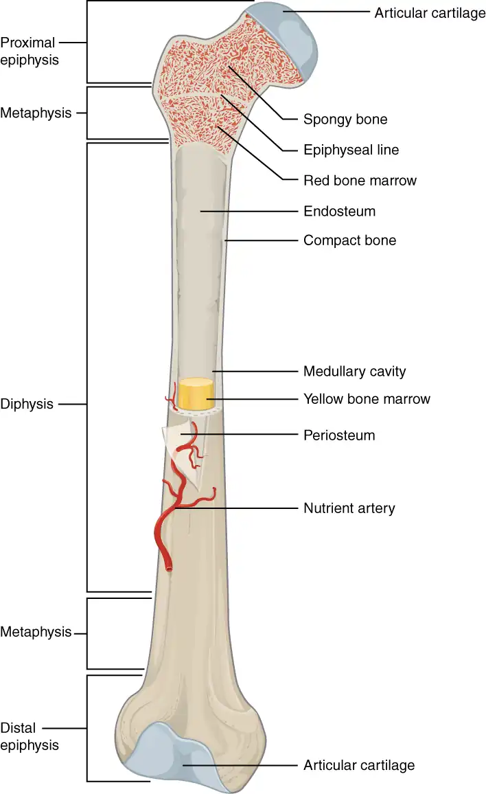 603 Anatomy of Long Bone