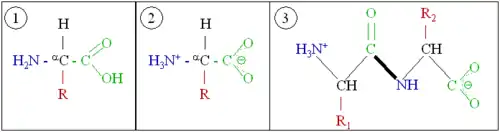 Peptide bond formation