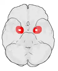 Location of the amygdala in the human brain