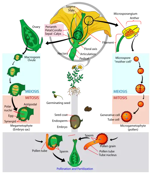 Angiosperm life cycle diagram-en