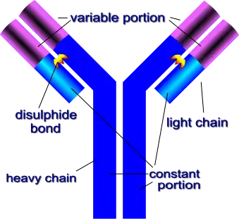 Basic Structure of Antibody