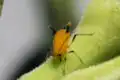 Yellow aphid feeding on plant sap.