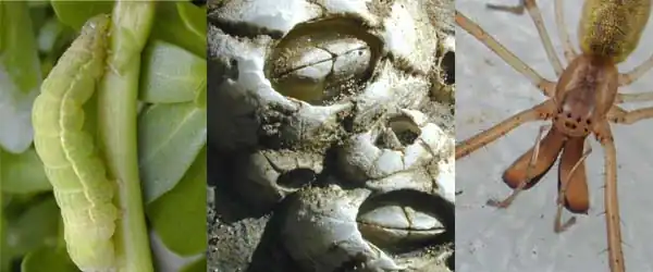 Insect larva ~ Barnacle ~ Long-jawed spider