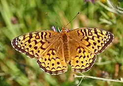 Speyeria atlantis (Atlantis fritillary) Adult, dorsal view.