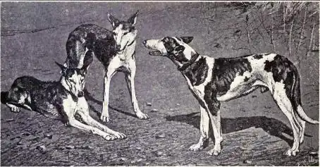 Balearic Greyhound from 1915.