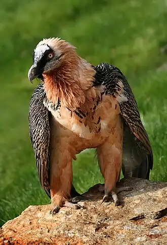 A vulture
