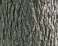 Detail of bark.