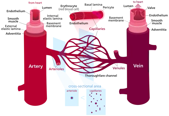 Blood vessel diagram
