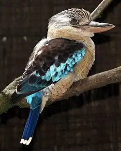 Kookaburr