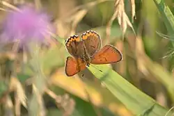 Lycaena hyllus (bronze copper) Adult, dorsal view.