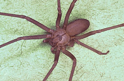 Brown Recluse Spider ( Loxosceles recluse )