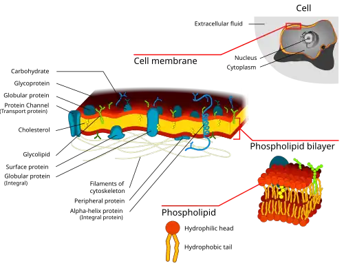 Cell membrane detailed diagram 3