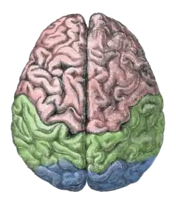 Diagram of the human brain.