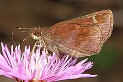 Lerema accius (clouded skipper) Adult, ventral view of wings.