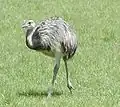 Rhea americana (American Rhea)