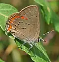 Satyrium titus (coral hairstreak) Adult, ventral view of wings.