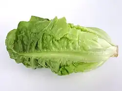 Romaine lettuce