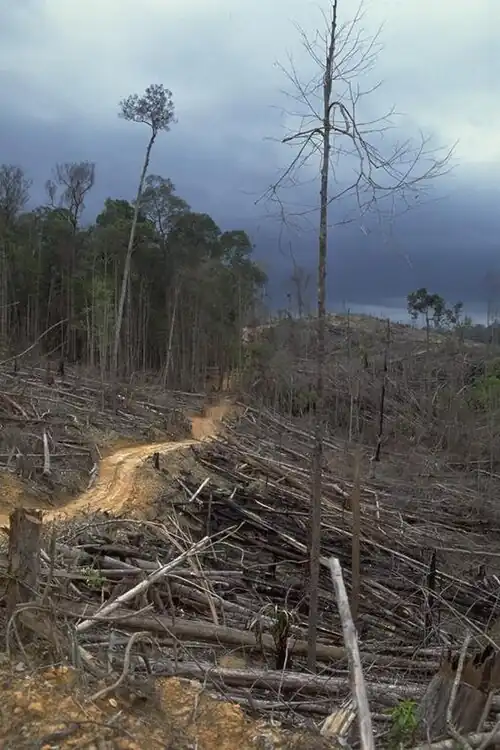 Deforestation and forest burning for oil palm plantation in the buffer zone of Bukit Tigapuluh National Park in Riau Province, Indonesia.