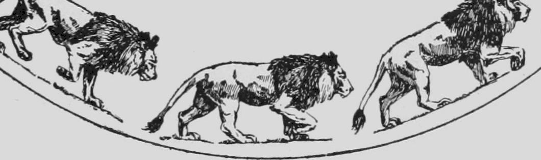 Descriptive Zoopraxography Lion Walking Animated 12