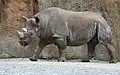 Rhinoceros