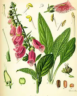 Digitalis purpurea illustration from Köhler's Medicinal Plants