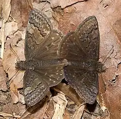 Erynnis brizo (sleepy duskywing) Mating, dorsal view.