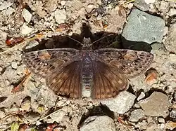 Erynnis juvenalis (Juvenal's duskywing) Adult, dorsal view.