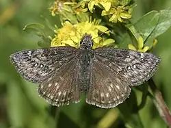 Erynnis persius (persius duskywing) Adult, dorsal view.