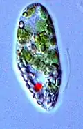 Euglena
