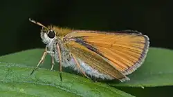 Thymelicus lineola (European skipper) Adult, ventral view of wings.