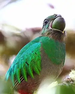 Quetzal