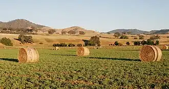 A field of hay bales.