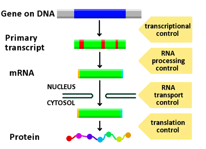 Gene structure and gene expression in higher organisms.