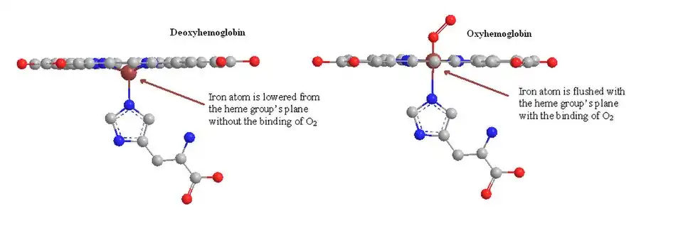 Iron's slight orientation changes from deoxyhemoglobin to oxyhemoglobin