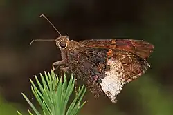 Achalarus lyciades (hoary edge) Adult, ventral view of wings.