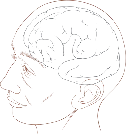 Human head and brain diagram