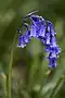 Bluebell