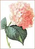A Hydrangea painted by the botanical artist Redouté