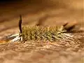 Pale Tussock Moth Caterpillar