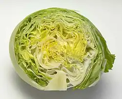 Iceberg lettuce