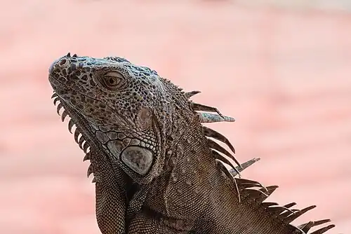 Iguana