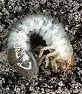 Japanese beetle larva