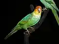 Parakeet