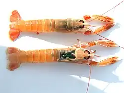 Langoustine/Norway lobster