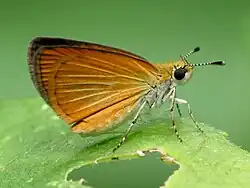 Ancyloxypha numitor (least skipper) Adult, ventral view of wings.