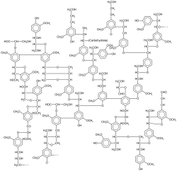 The structure of lignin
