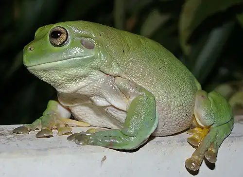 Frog